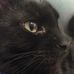 Meet your Posher, Chunyi